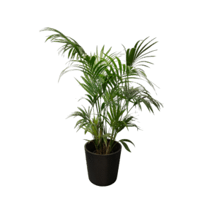 Palmier - 145 à 160cm