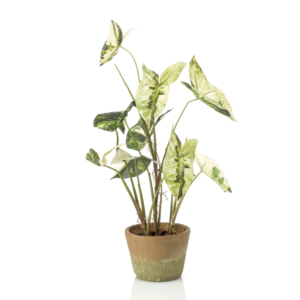 Plante Caladium green-white - H60cm