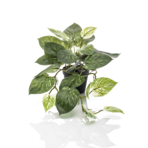 Plante Scindapsus bush green-white 55cm