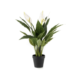 Plante Spathiphyllum  - H55cm